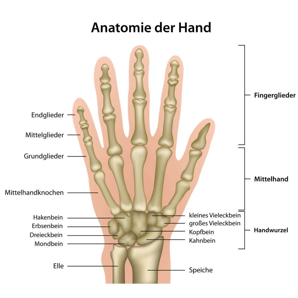 AdobeStock Anatomie der Hand