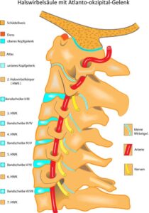 Halswirbelsaeule Halswirbelsaeule