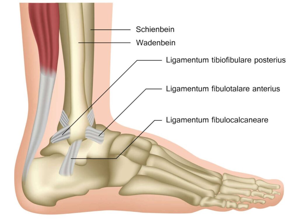 Sprunggelenks MRT Sprunggelenke
